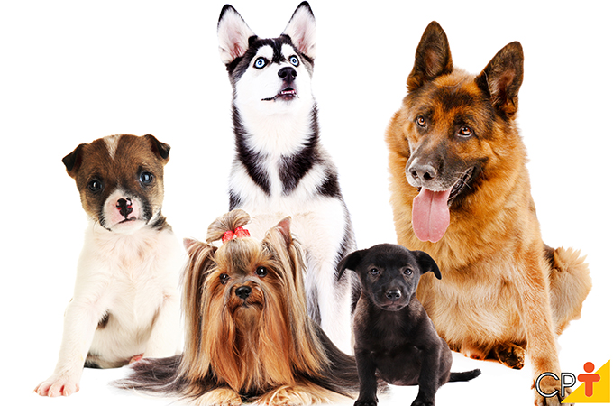 Imagem por categoria Cães