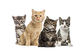 Imagem por categoria Gatos